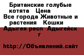 Британские голубые котята › Цена ­ 5 000 - Все города Животные и растения » Кошки   . Адыгея респ.,Адыгейск г.